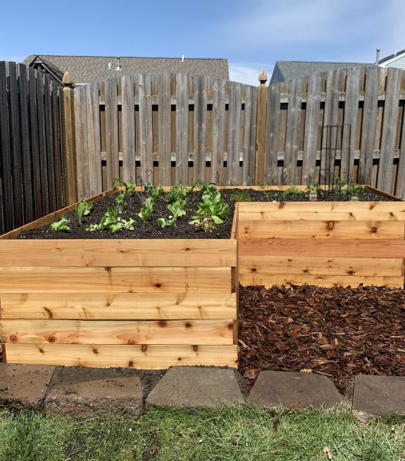 cedar l-shaped garden bed with new plants in spring